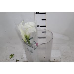 CALLAS VENTURA 040 CM