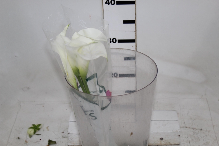 <h4>CALLAS VENTURA 040 CM</h4>