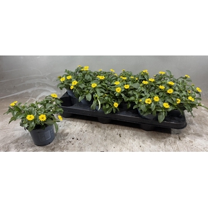 SANV PROCUMBENS