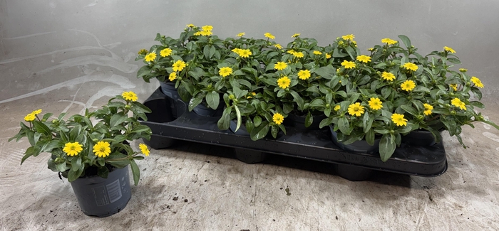 <h4>SANV PROCUMBENS</h4>