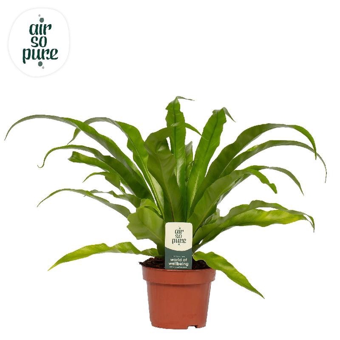 <h4>Asplenium Antiquum Air so Pure</h4>