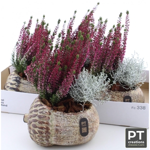 ARR TUINPLANTEN