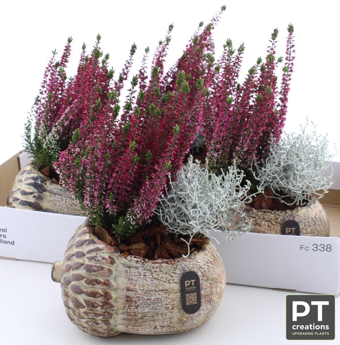 <h4>ARR TUINPLANTEN</h4>