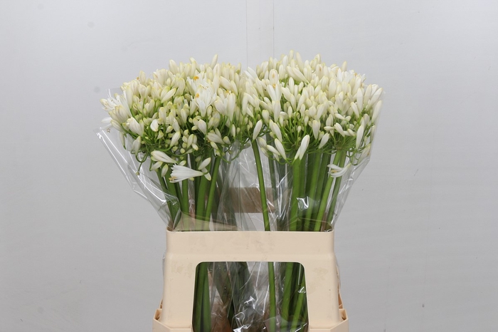 <h4>Agapanthus White Heaven</h4>