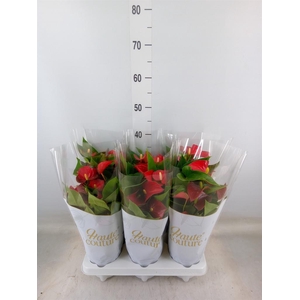 Anthurium andr. 'Micra'