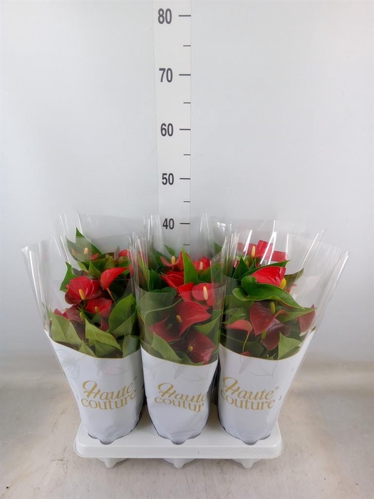 <h4>Anthurium andr. 'Micra'</h4>