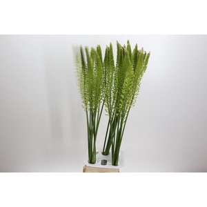 Eremurus Yellow Rebel