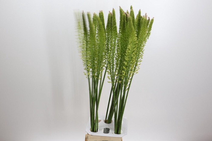 <h4>Eremurus Yellow Rebel</h4>