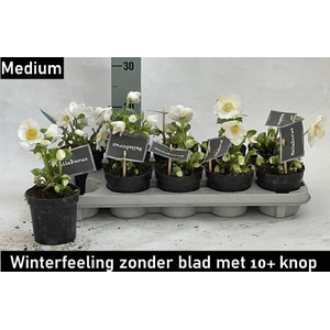 HELLEB NAKED WINTER FLEUR P11 10+