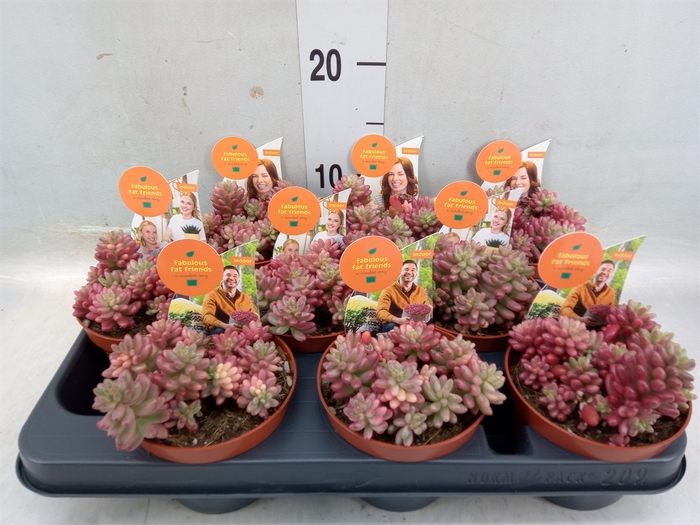 <h4>Sedum rubrotinctum 'Aurora'</h4>