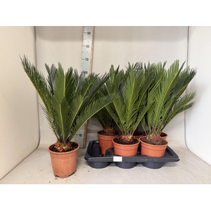 CYCAS REVOLUTA
