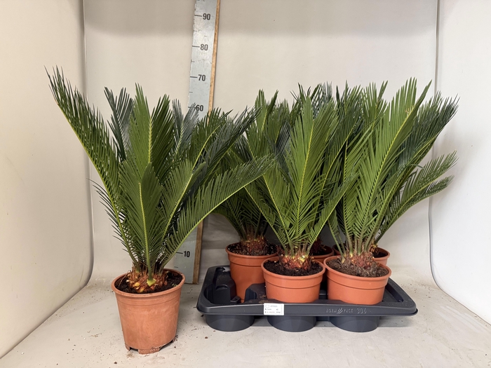 <h4>CYCAS REVOLUTA</h4>