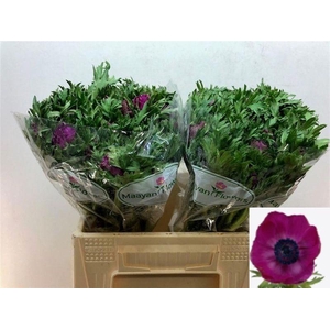 ANEM CO GALIL PURPER#