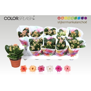 KALAN CALAN PASTEL MIX