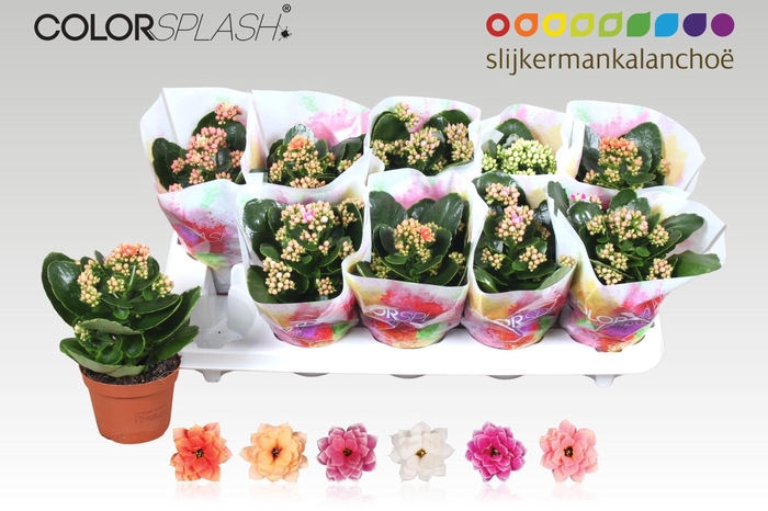 <h4>KALAN CALAN PASTEL MIX</h4>