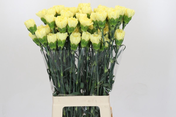 <h4>Dianthus St Ilias</h4>