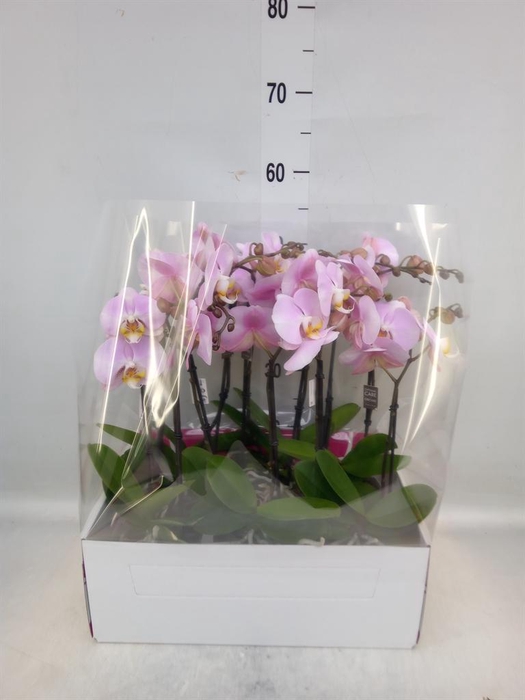 <h4>Phalaenopsis ...</h4>