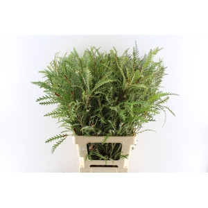 Grevilea Ivanhoe Groen