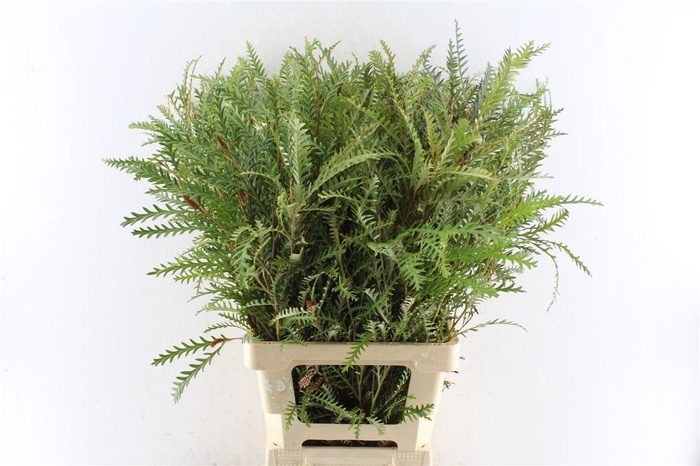<h4>Grevilea Ivanhoe Groen</h4>