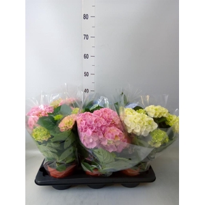 Hydrangea mac.   ...mix