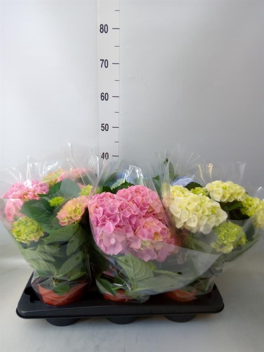 <h4>Hydrangea mac.   ...mix</h4>