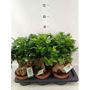 Ficus microcarpa 'Ginseng'