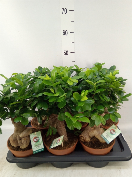 <h4>Ficus microcarpa 'Ginseng'</h4>