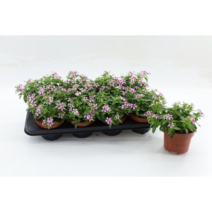 Catharanthus Soiree Berry Twist Soft Pink