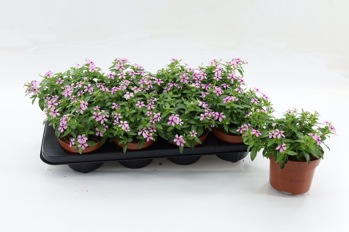 <h4>Catharanthus Soiree Berry Twist Soft Pink</h4>