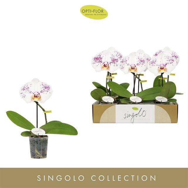 <h4>PHAL OPTI SINGOLO OWARI</h4>