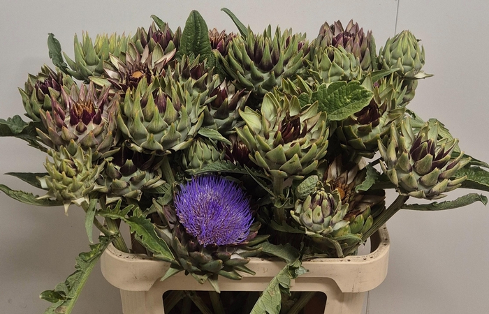 <h4>CYNARA SC GREEN GLOB</h4>