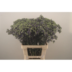 Eryngium Pl Mag Purple Star