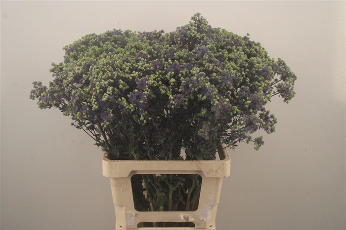 Eryngium Pl Mag Purple Star