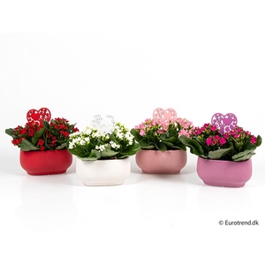 KALANCHOE BLOSSFELDIANA 'MINI'