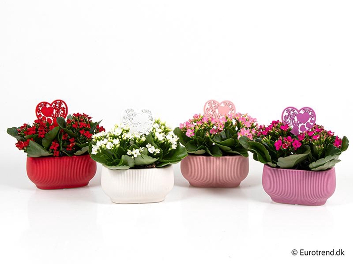 <h4>KALANCHOE BLOSSFELDIANA 'MINI'</h4>