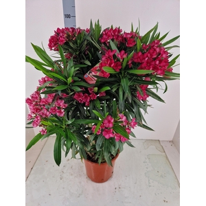NERI OLEANDER
