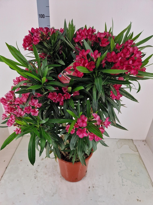 <h4>NERI OLEANDER</h4>