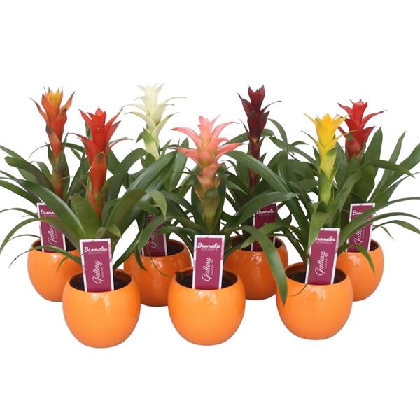 <h4>Guzmania gemengd in oranje bolpot</h4>