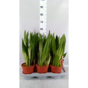 Sansevieria trifa. 'Moonshine'