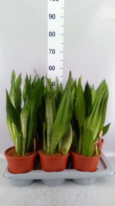 <h4>Sansevieria trifa. 'Moonshine'</h4>