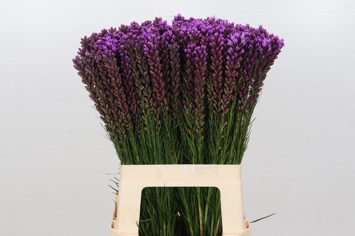 <h4>Liatris Callilepis</h4>