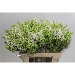 Lilac Vulg Madame Florent Stepman