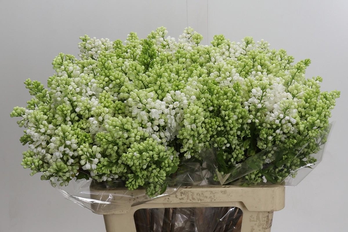 <h4>Lilac Vulg Madame Florent Stepman</h4>