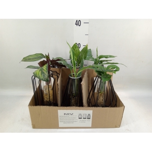 Planten  ..mix