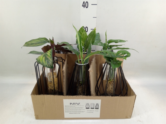 <h4>Planten  ..mix</h4>