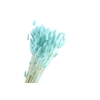Lagurus Mint