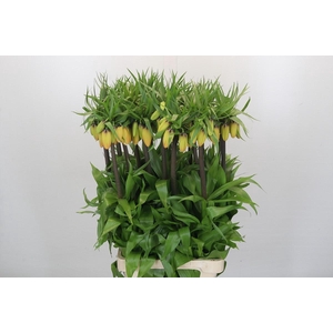 Fritillaria Imperialis