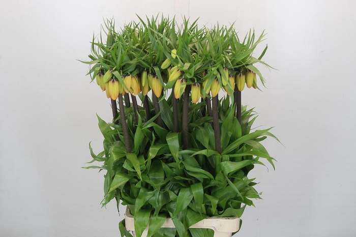 Fritillaria Imperialis