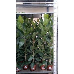Ficus   ...