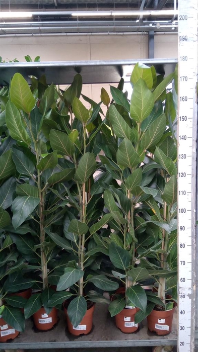 <h4>Ficus   ...</h4>